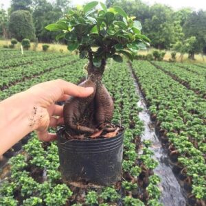 Ficus Bonsai 200g